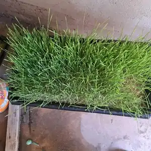 Hydroponics Tray