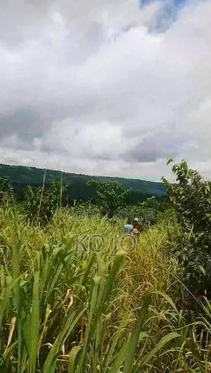 25 Acres Farmland for Sale at Adukrom, Eastern Region