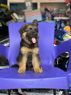 Male Purebred German Shepherd Puppy (1-3 Months)