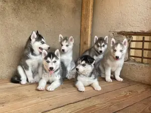 Female Purebred Siberian Husky Puppy (1-3 Months)