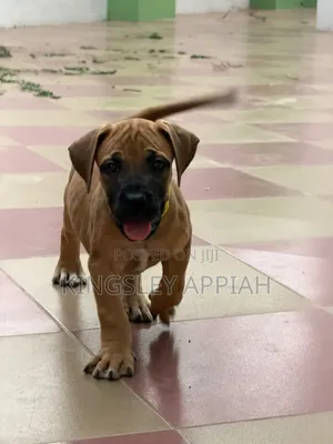 Purebred Boerboel Puppies - 1-3 Months Female