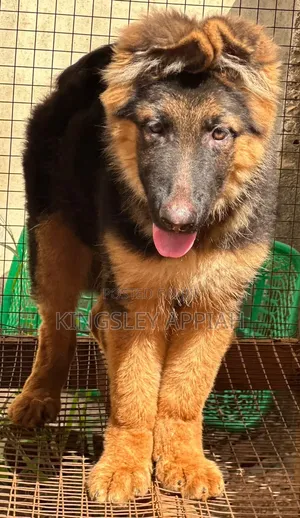 1-3 Month Male Purebred German Shepherd