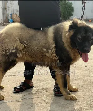 6-12 Month Male Purebred Caucasian Shepherd