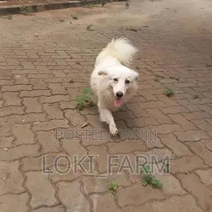 Male Purebred American Eskimo Dog