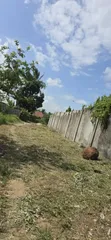 Large Farm for Sale in Dundani, Mkuranga - 4