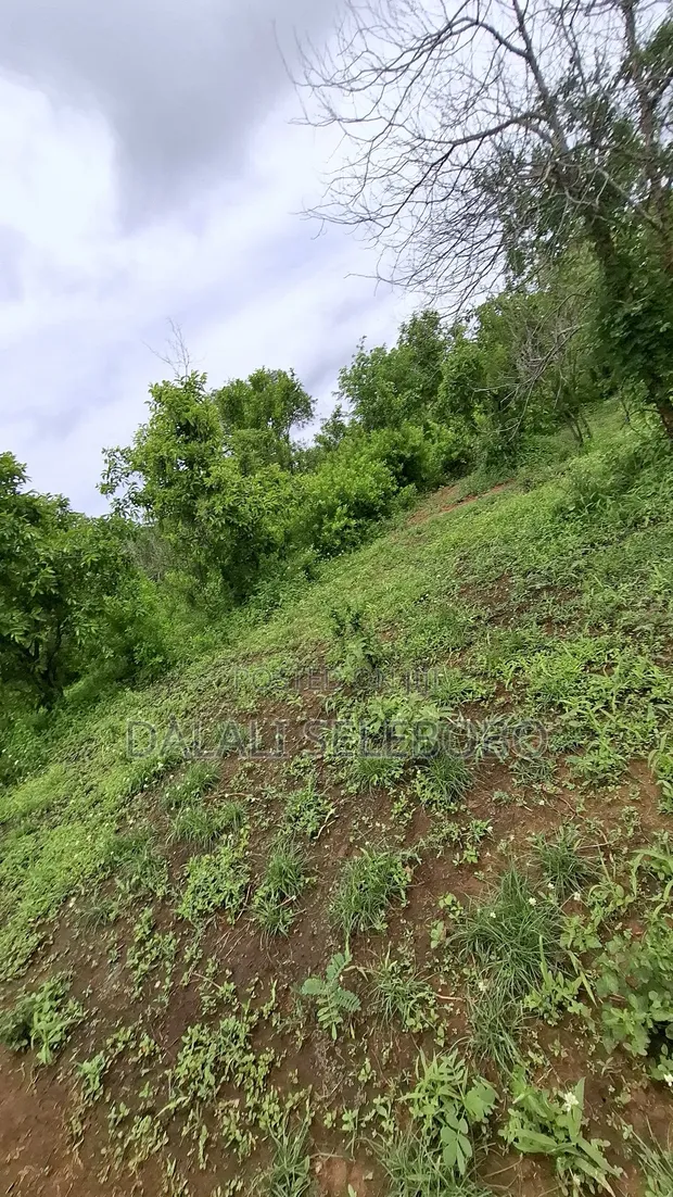 Shamba la Kilimo Linauzwa Dakawa, Morogoro - 1