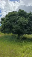 Eneo la Viwanja 6300 sqm Linauzwa Mwanza Nyamhogoro - 4
