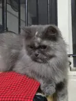 Purebred Persian Cat - 1+ Year Old Female - 1