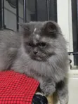 Purebred Persian Cat - 1+ Year Old Female - 2