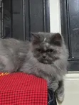 Purebred Persian Cat - 1+ Year Old Female - 3