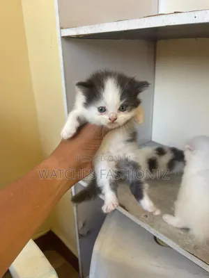 Female Purebred Persian Kitten (0-1 Month)