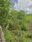 50 Hectares Farm Land for Sale, Kiwangwa - 1