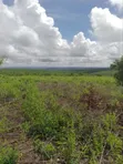 50 Hectares Farm Land for Sale, Kiwangwa - 2