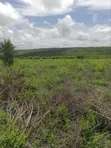 50 Hectares Farm Land for Sale, Kiwangwa - 3