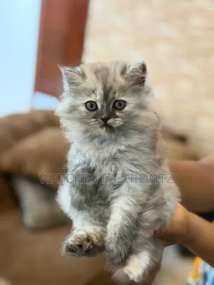 Purebred Persian Female Kitten (0-1 Month)