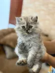 Purebred Persian Female Kitten (0-1 Month) - 1