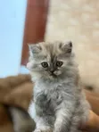Purebred Persian Female Kitten (0-1 Month) - 2