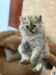 Purebred Persian Female Kitten (0-1 Month) - 3