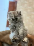 Purebred Persian Female Kitten (0-1 Month) - 4