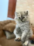 Purebred Persian Female Kitten (0-1 Month) - 5