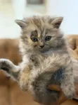 Kitten wa Kisasa wa Kiajemi - Kike, 0-1 Mwezi - 1