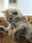 Kitten wa Kisasa wa Kiajemi - Kike, 0-1 Mwezi - 2