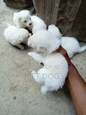 Female Purebred Maltese Puppy (1-3 Months)