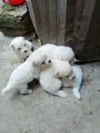 Female Purebred Maltese Puppy (1-3 Months) - 2