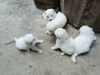 Female Purebred Maltese Puppy (1-3 Months) - 3
