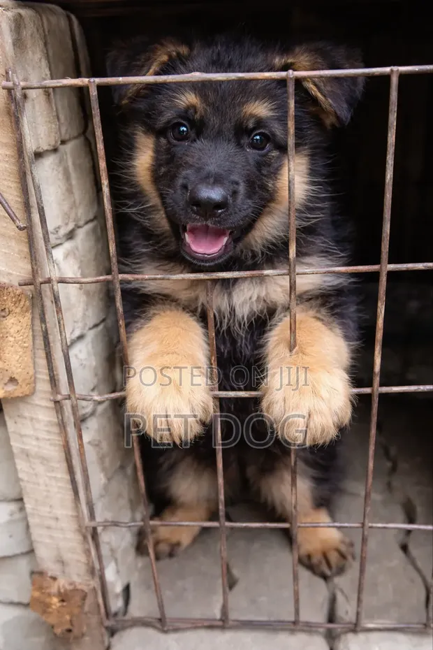 1-3 Month Female Purebred German Shepherd Puppy - 1