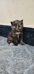 Female Purebred Persian Kitten (1-3 Months) - 1