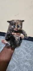 Female Purebred Persian Kitten (1-3 Months) - 2