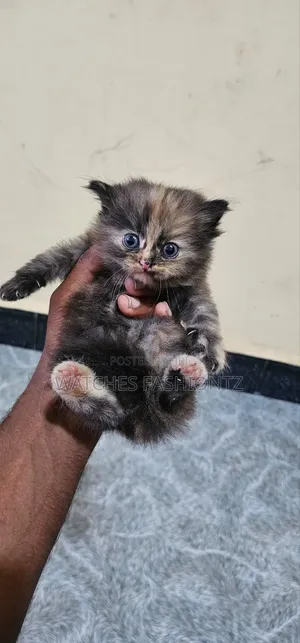 Female Purebred Persian Kitten (1-3 Months)