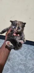 Female Purebred Persian Kitten (1-3 Months) - 3