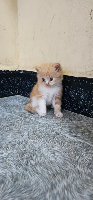 Purebred Persian Kitten - 1-3 Months Male