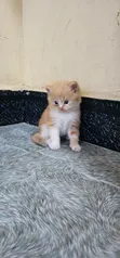Paka Mwanana Mzazi wa Kiajemi - 1-3 Miezi Jike - 2
