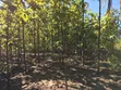 Farm Land with Teak and Mango Trees for Sale, Morogoro - Ifakara - 2