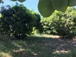 Farm Land with Teak and Mango Trees for Sale, Morogoro - Ifakara - 3
