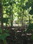 Farm Land with Teak and Mango Trees for Sale, Morogoro - Ifakara - 5