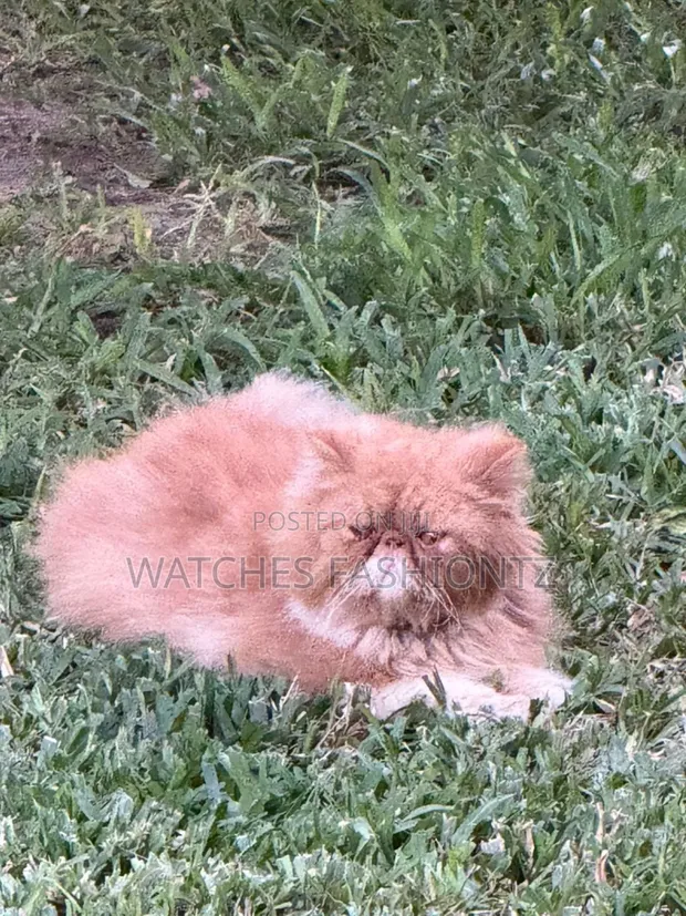 Purebred Persian Male Cat - 1