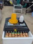 Inkubeta ya Mayai 64 - Mpya Kabisa - 4