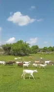 Shamba la Ekari 300 Linauzwa Msoga Bagamoyo - 2