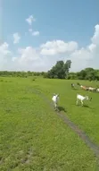 Shamba la Ekari 300 Linauzwa Msoga Bagamoyo - 3
