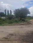 Eneo la Viwanda la Eka 150 Zinauzwa Zinga Bagamoyo - 4