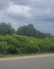 Eneo la Viwanda la Eka 150 Zinauzwa Zinga Bagamoyo - 5