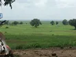 Shamba la Ekari 374.7 Linauzwa Ifakara Morogoro - 1