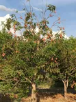 Shamba la Ekari 374.7 Linauzwa Ifakara Morogoro - 2