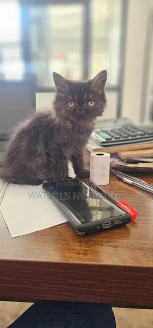 Purebred Persian Kitten - 1-3 Months Male
