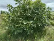 Shamba la Parachichi kwa Mauzo - Eka 100, Njombe - 2