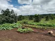 Shamba la Parachichi kwa Mauzo - Eka 100, Njombe - 3